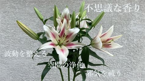 百合 風水|百合の花スピリチュアル香りや浄化力と芳香現象や開。